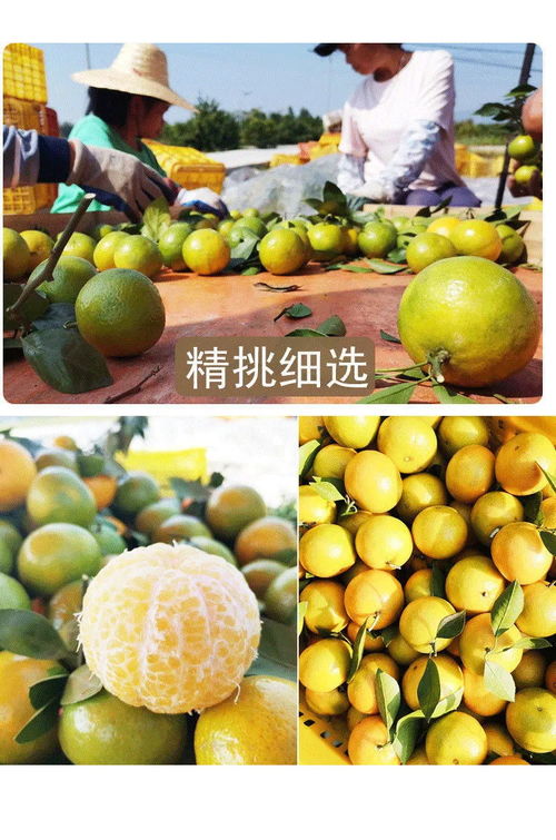 廣西皇帝柑 薄皮多汁的“貢柑”傳奇，孕婦與家庭皆宜的當季鮮果